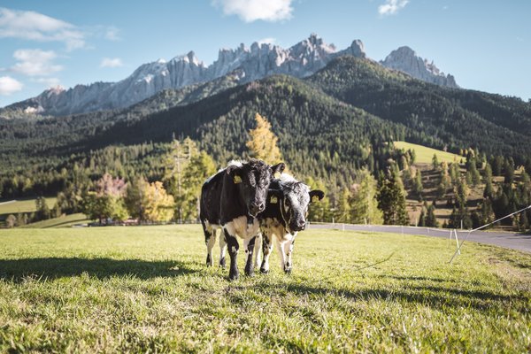 Latemar_7 © Eggental Tourismus-Thomas Monsorno.jpg